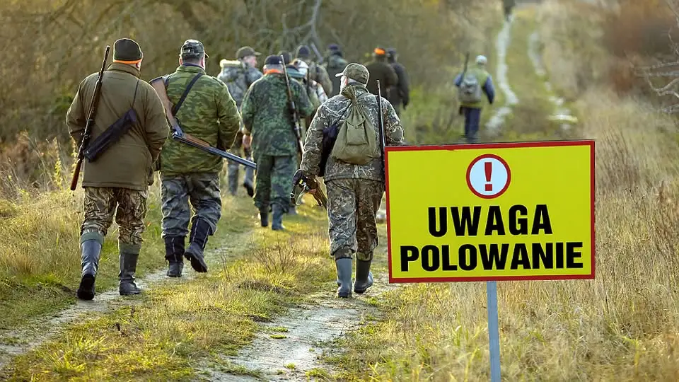 Polowania zbiorowe w gminie Czarna Dąbrówka – mieszkańcy proszeni o ostrożność