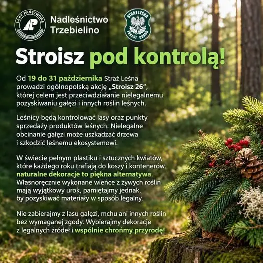 Straż Leśna rusza z akcją „Stroisz 26” – nie kupuj nielegalnych gałęzi